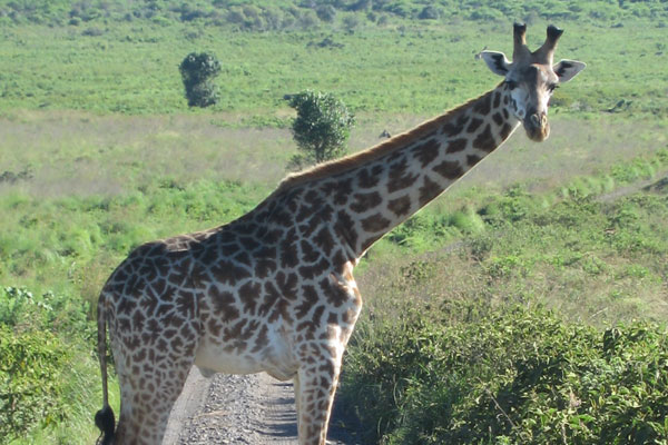 Giraffe - Africa Sustainable Tourism Practices