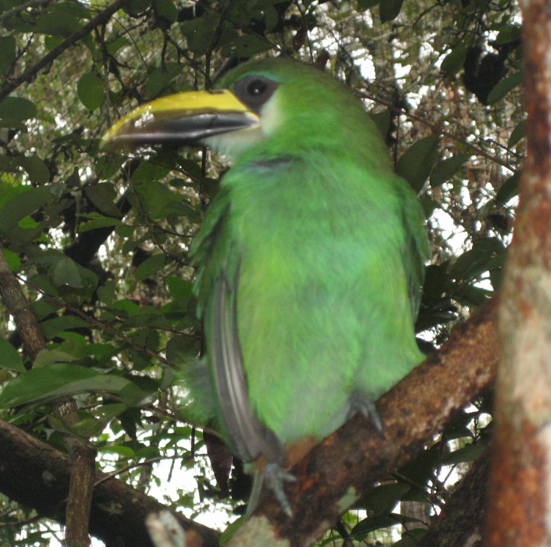 Belize